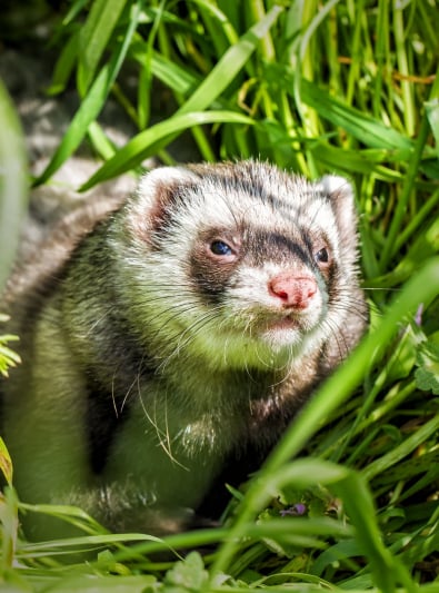 Photo : rongeur de race Furet sur Woopets