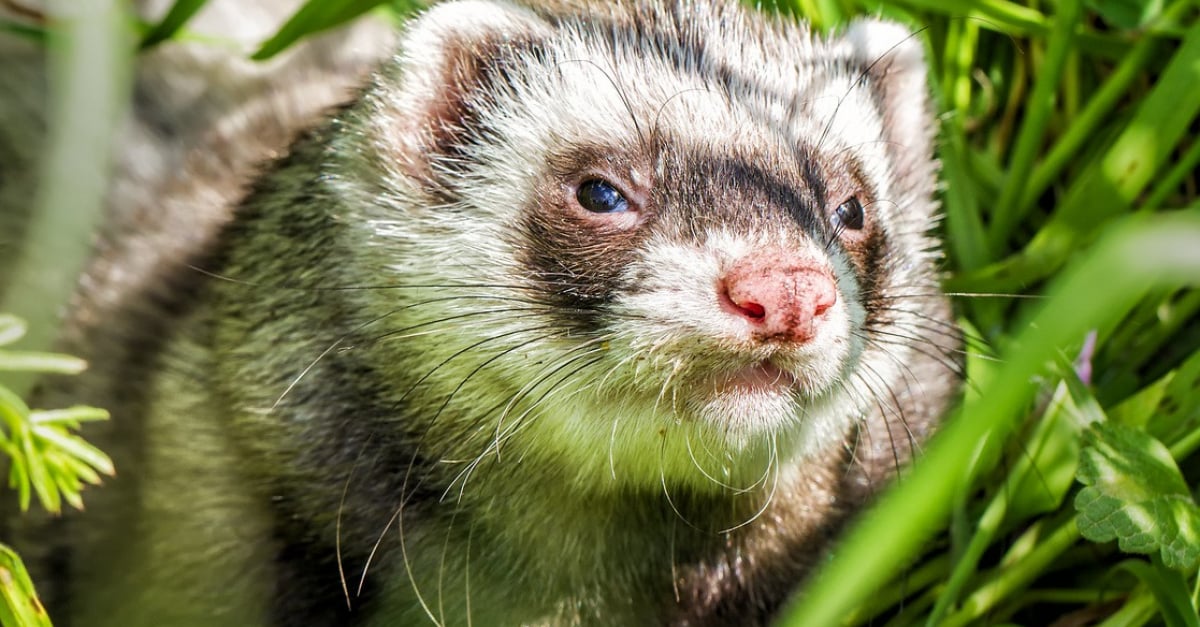 Faire cohabiter un furet avec un autre animal - Furet et chat, chien,  rongeur, lapin - Doctissimo