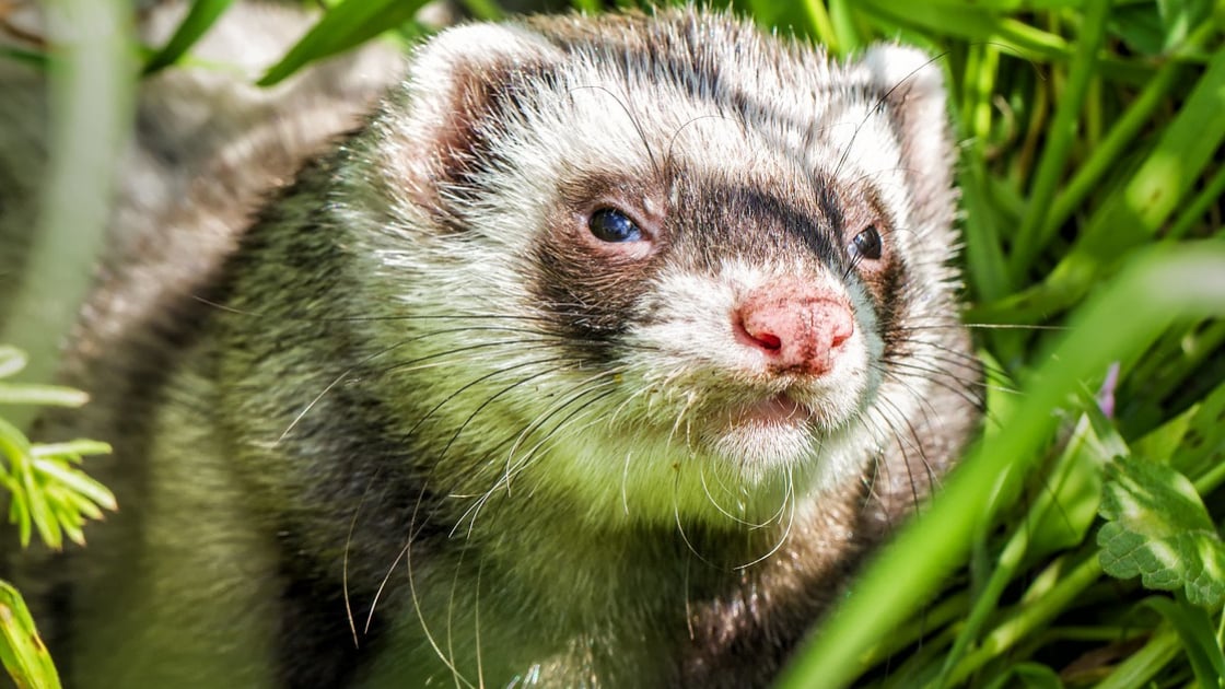 Furet Caractere Sante Alimentation Prix Et Entretien