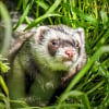 Furet