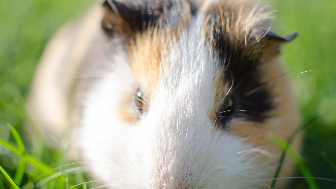 Cochon D Inde Caractere Sante Alimentation Prix Et Entretien Cochon D Inde Caractere Sante Alimentation Prix Et Entretien