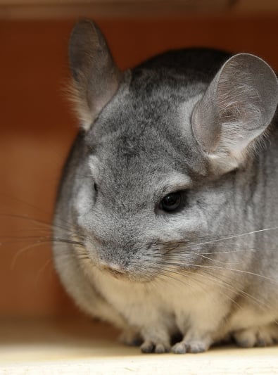 Photo : rongeur de race Chinchilla sur Woopets