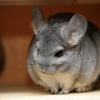 Chinchilla