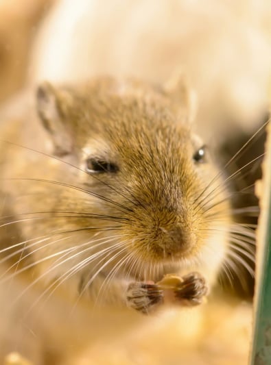 Graines germées pour hamsters, gerbilles, souris et rats -  France