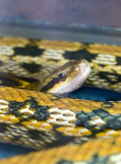 Photo : reptile de race Serpent sur Woopets