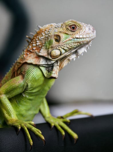 Photo : reptile de race Iguane sur Woopets