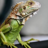 Iguane