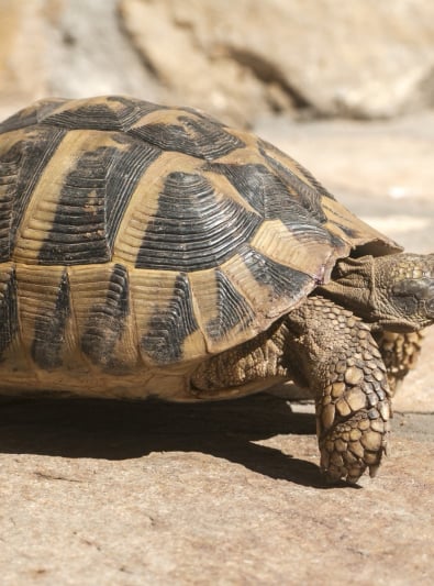 Tortue : caractère, santé, alimentation, prix et entretien