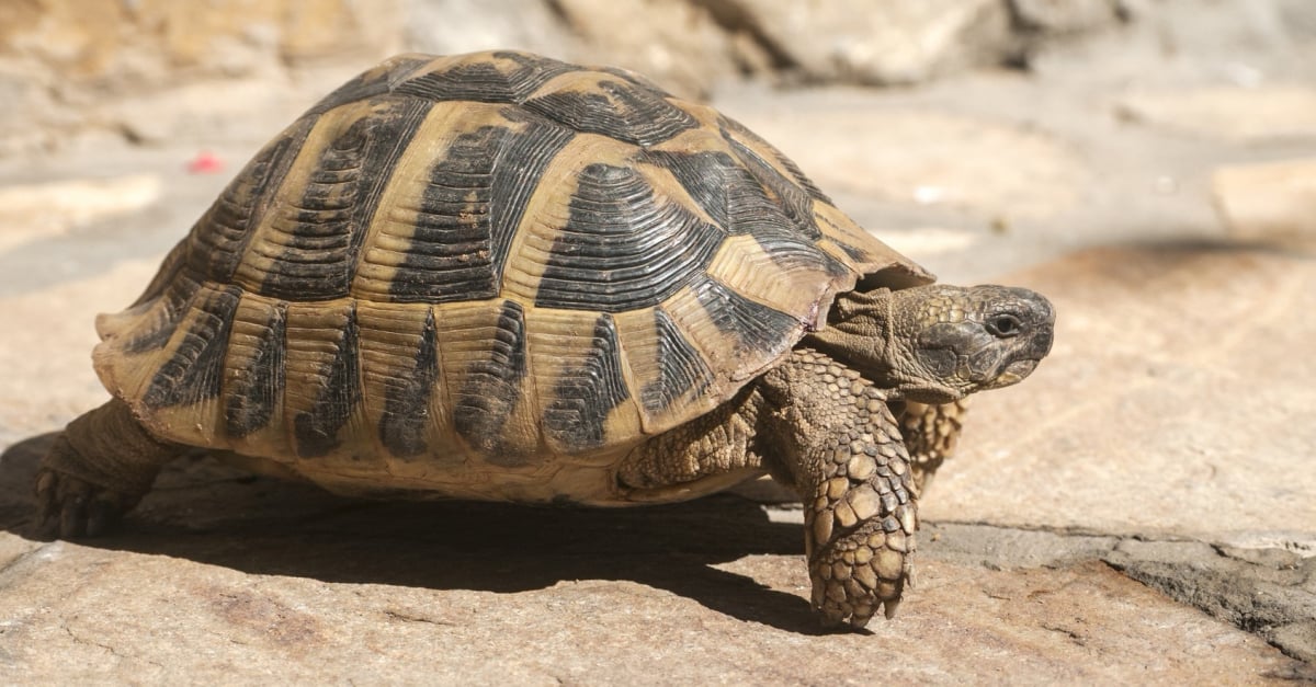 Carapace de tortue - Taille moyenne