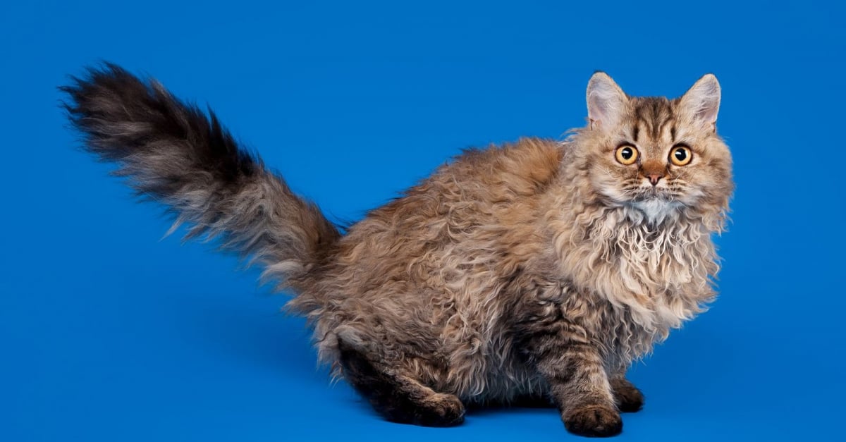 Selkirk Rex Caractere Sante Alimentation Prix Et Entretien