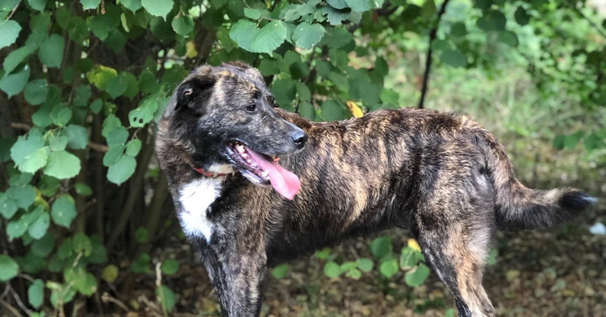 Cursinu Caractère Santé Alimentation Prix Et Entretien