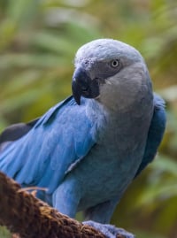Illustration de la race "Ara de Spix"