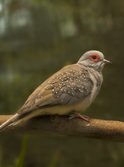 Photo : oiseau de race Colombe diamant sur Woopets