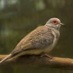 Photo de oiseau Colombe diamant