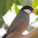 Photo de oiseau Padda de Java