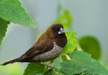 Photo : oiseau de race Moineau du Japon sur Woopets