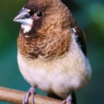 Photo de oiseau Moineau du Japon