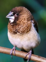 Photo : oiseau de race Moineau du Japon sur Woopets