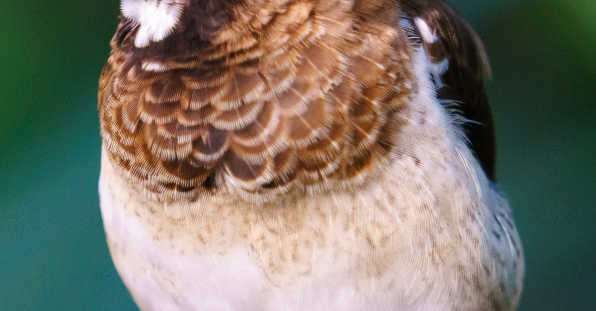 Moineau du Japon caractère, santé, alimentation, mode de vie et