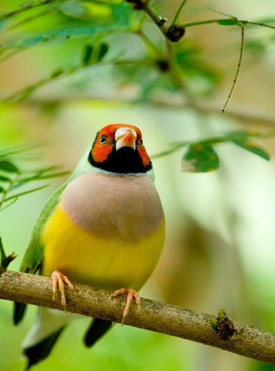 Photo : oiseau de race Diamant de Gould sur Woopets