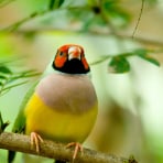 Photo de oiseau Diamant de Gould