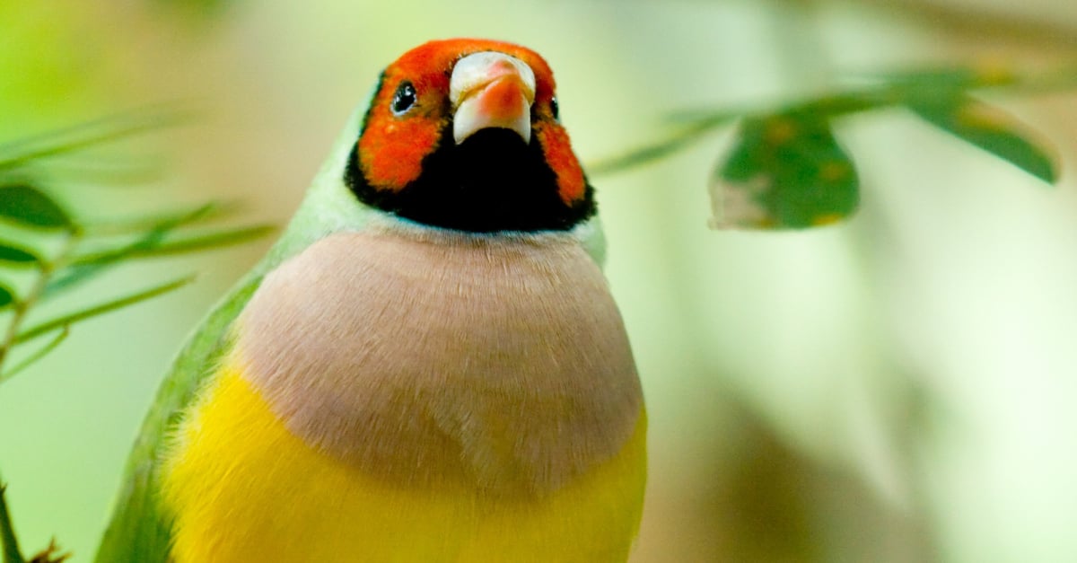 Diamant de Gould caractère, santé, alimentation, mode de vie et reproduction Diamant de Gould caractère, santé, alimentation, mode de vie et reproduction