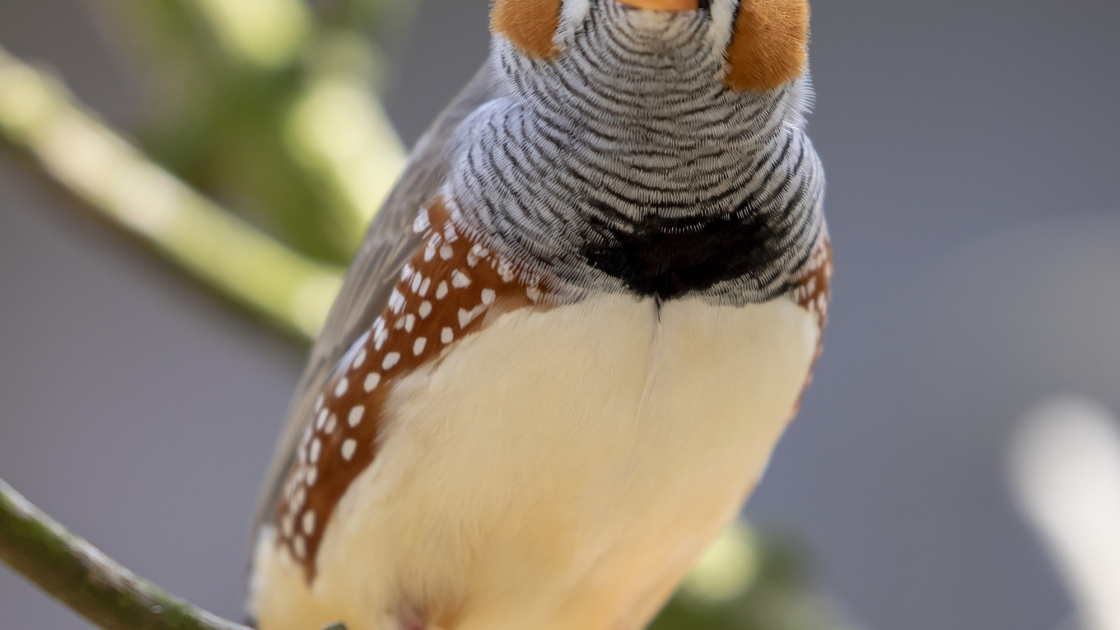 Diamant Mandarin Caractere Sante Alimentation Mode De Vie Et Reproduction