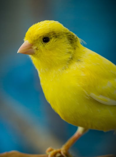 Photo : oiseau de race Canari sur Woopets