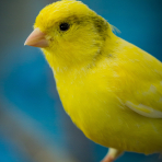 Photo de oiseau Canari