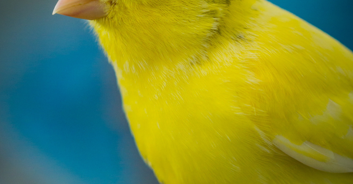 Canari Caractere Sante Alimentation Mode De Vie Et Reproduction Canari Caractere Sante Alimentation Mode De Vie Et Reproduction