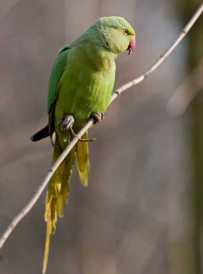 Photo: Ring-necked Parakeet bird on Woopets