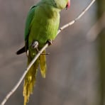 Photo de oiseau Perruche à collier