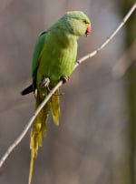 Photo : oiseau de race Perruche à collier sur Woopets