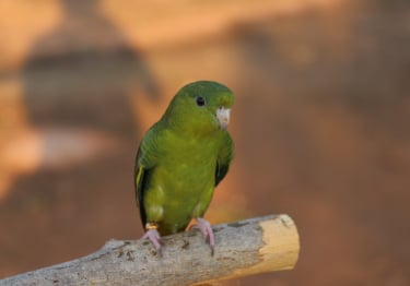 Photo : oiseau de race Perruche Catherine sur Woopets