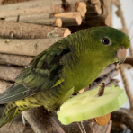 Photo de oiseau Perruche Catherine