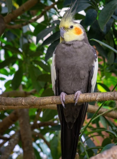 Photo : oiseau de race Perruche calopsitte élégante sur Woopets