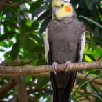 Photo de oiseau Perruche calopsitte élégante
