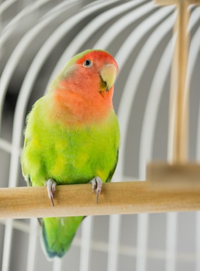 Photo: Pink-faced Lovebird breed bird on Woopets