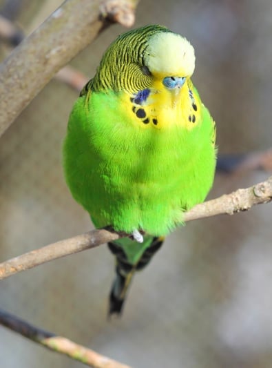 Photo: Budgerigar bird breed on Woopets