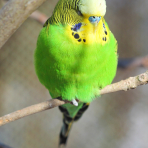 Photo de oiseau Perruche ondulée