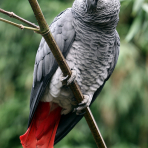 Photo de oiseau Gris du Gabon