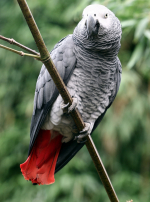 Photo : oiseau de race Gris du Gabon sur Woopets
