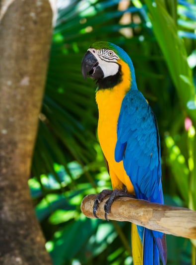 Photo : oiseau de race Ara bleu et jaune sur Woopets