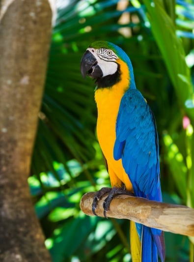 Ara Bleu et Jaune de Southland