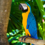 Photo de oiseau Ara bleu et jaune