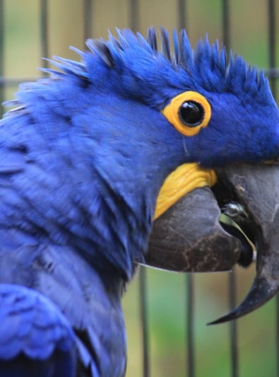 Photo: Hyacinth Macaw bird on Woopets
