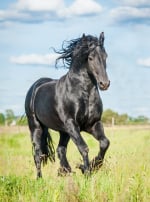 Photo : cheval de race Frison  sur Woopets