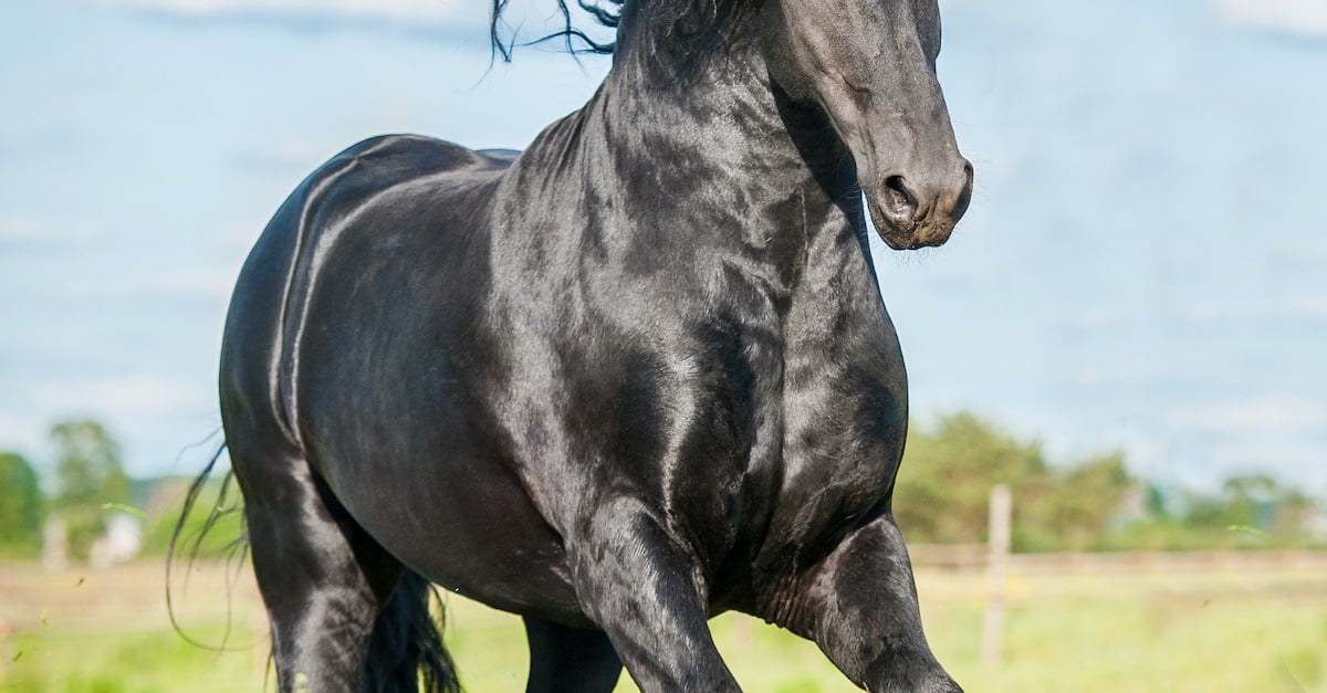 Frison  : histoire, origine, santé, élevage et utilisation