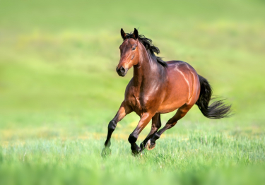 Photo : cheval de race Pur-Sang Anglais sur Woopets