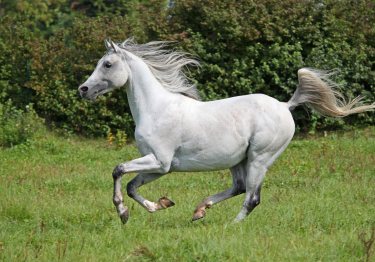 Photo : cheval de race Pur-Sang Arabe sur Woopets